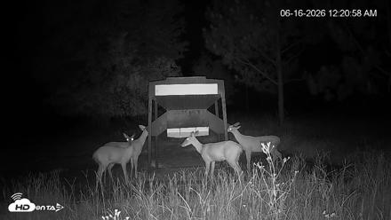Leesburg Georgia Live Deer Feeder Webcam - Jun 16, 2026, 12:21am EDT