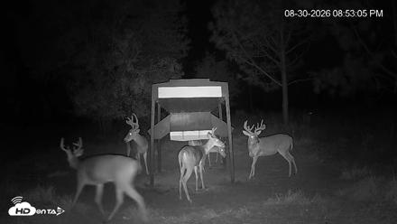 Leesburg Georgia Live Deer Feeder Webcam - Aug 30, 2026, 8:52pm EDT