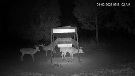 Leesburg Georgia Live Deer Feeder Webcam - Jan 2, 2026, 5:50am EST