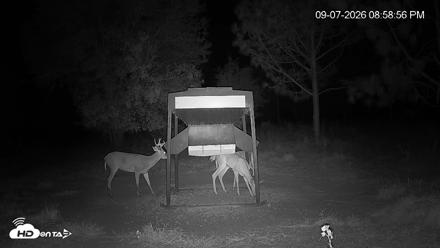 Leesburg Georgia Live Deer Feeder Webcam - Sep 7, 2026, 8:59pm EDT