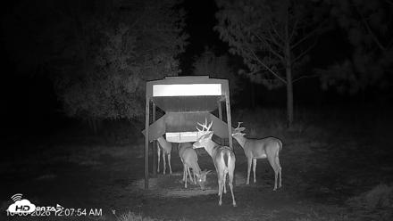 Leesburg Georgia Live Deer Feeder Webcam - Oct 6, 2026, 12:07am EDT
