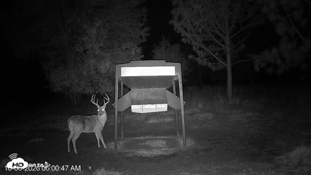 Leesburg Georgia Live Deer Feeder Webcam - Oct 6, 2026, 6:00am EDT