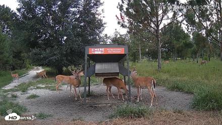 Leesburg Georgia Live Deer Feeder Webcam - Jul 19, 2026, 8:50pm EDT