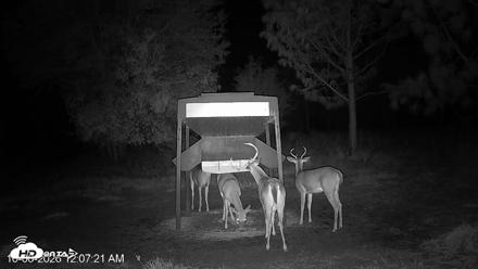 Leesburg Georgia Live Deer Feeder Webcam - Oct 6, 2026, 12:07am EDT