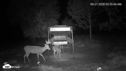 Leesburg Georgia Live Deer Feeder Webcam - Sep 21, 2026, 5:55am EDT