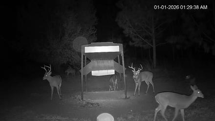 Leesburg Georgia Live Deer Feeder Webcam - Jan 1, 2026, 1:30am EST