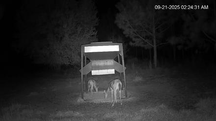 Leesburg Georgia Live Deer Feeder Webcam - Sep 21, 2025, 2:24am EDT