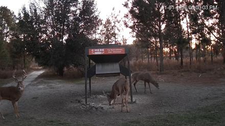 Leesburg Georgia Live Deer Feeder Webcam - Jan 1, 2026, 6:03pm EST