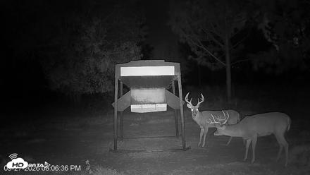 Leesburg Georgia Live Deer Feeder Webcam - Sep 27, 2026, 8:06pm EDT