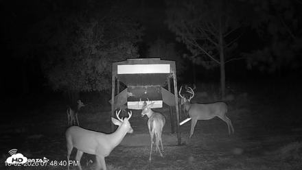 Leesburg Georgia Live Deer Feeder Webcam - Oct 2, 2026, 7:48pm EDT