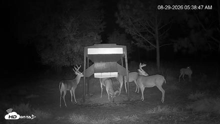Leesburg Georgia Live Deer Feeder Webcam - Aug 29, 2026, 5:38am EDT