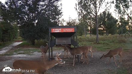Leesburg Georgia Live Deer Feeder Webcam - Oct 20, 2026, 7:04pm EDT