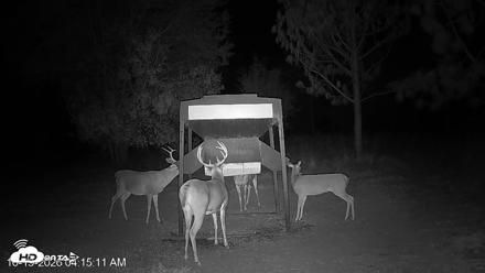 Leesburg Georgia Live Deer Feeder Webcam - Oct 19, 2026, 4:15am EDT