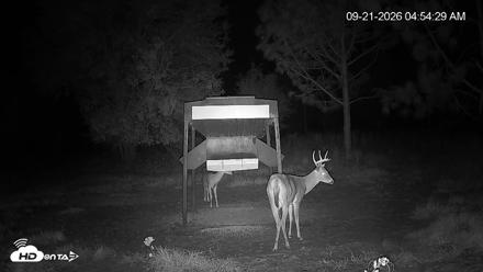 Leesburg Georgia Live Deer Feeder Webcam - Sep 21, 2026, 4:54am EDT