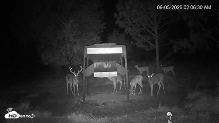 Leesburg Georgia Live Deer Feeder Webcam - Sep 5, 2026, 2:07am EDT