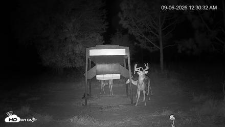 Leesburg Georgia Live Deer Feeder Webcam - Sep 6, 2026, 12:31am EDT