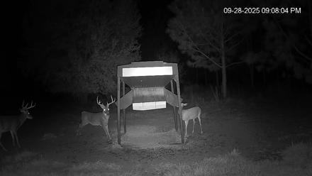 Leesburg Georgia Live Deer Feeder Webcam - Sep 28, 2025, 9:07pm EDT