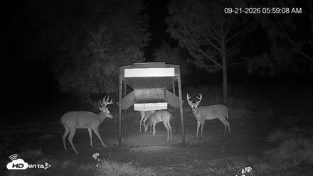 Leesburg Georgia Live Deer Feeder Webcam - Sep 21, 2026, 5:59am EDT