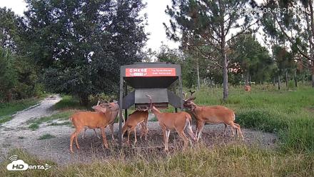 Leesburg Georgia Live Deer Feeder Webcam - Jun 23, 2026, 8:48pm EDT