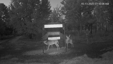 Leesburg Georgia Live Deer Feeder Webcam - Oct 13, 2025, 7:16am EDT