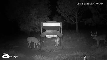 Leesburg Georgia Live Deer Feeder Webcam - Sep 2, 2026, 5:47am EDT