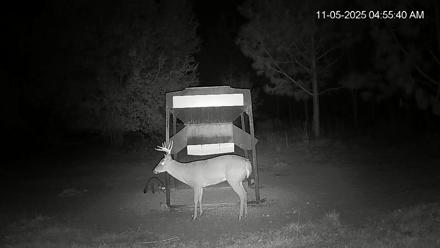 Leesburg Georgia Live Deer Feeder Webcam - Nov 5, 2025, 4:55am EST