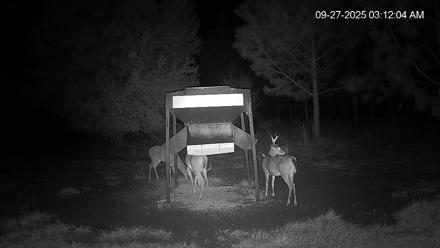 Leesburg Georgia Live Deer Feeder Webcam - Sep 27, 2025, 3:11am EDT
