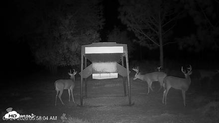 Leesburg Georgia Live Deer Feeder Webcam - Sep 24, 2026, 5:58am EDT