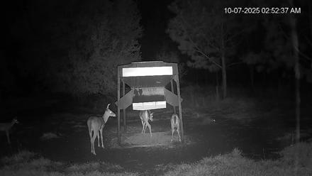Leesburg Georgia Live Deer Feeder Webcam - Oct 7, 2025, 2:53am EDT