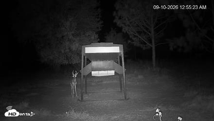 Leesburg Georgia Live Deer Feeder Webcam - Sep 10, 2026, 12:55am EDT