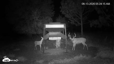 Leesburg Georgia Live Deer Feeder Webcam - Aug 13, 2026, 5:24am EDT