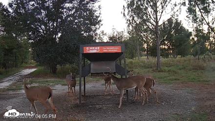 Leesburg Georgia Live Deer Feeder Webcam - Oct 20, 2026, 7:04pm EDT