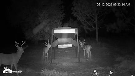 Leesburg Georgia Live Deer Feeder Webcam - Sep 12, 2026, 5:33am EDT