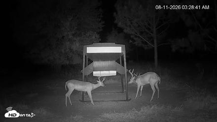 Leesburg Georgia Live Deer Feeder Webcam - Aug 11, 2026, 3:29am EDT
