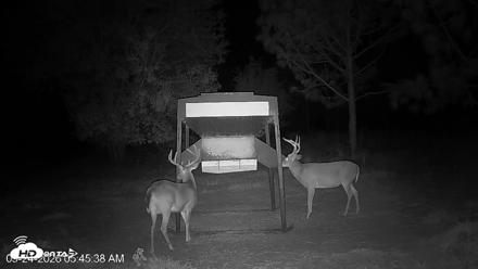 Leesburg Georgia Live Deer Feeder Webcam - Sep 24, 2026, 5:45am EDT
