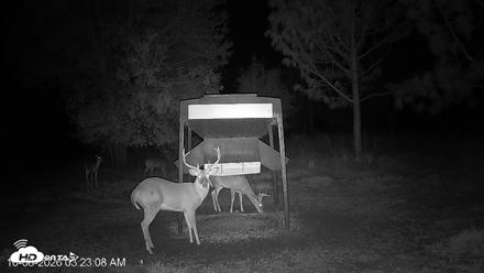 Leesburg Georgia Live Deer Feeder Webcam - Oct 8, 2026, 3:22am EDT
