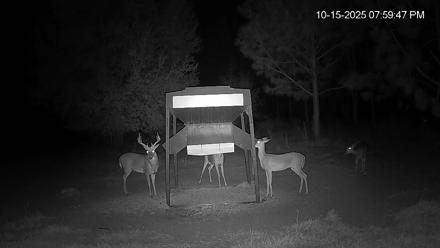 Leesburg Georgia Live Deer Feeder Webcam - Oct 15, 2025, 8:00pm EDT