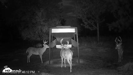 Leesburg Georgia Live Deer Feeder Webcam - Oct 5, 2026, 7:46pm EDT