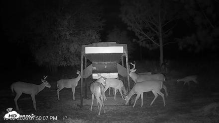 Leesburg Georgia Live Deer Feeder Webcam - Oct 2, 2026, 7:50pm EDT