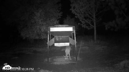 Leesburg Georgia Live Deer Feeder Webcam - Oct 4, 2026, 8:10pm EDT