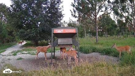 Leesburg Georgia Live Deer Feeder Webcam - Jun 23, 2026, 8:43pm EDT
