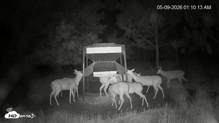 Leesburg Georgia Live Deer Feeder Webcam - May 9, 2026, 1:11am EDT