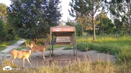 Leesburg Georgia Live Deer Feeder Webcam - Jun 28, 2026, 8:18pm EDT