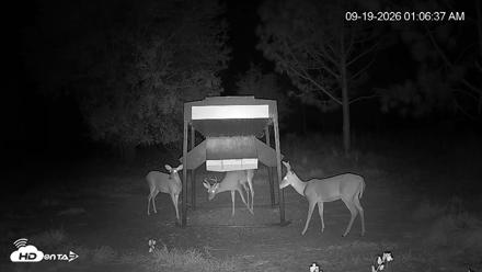 Leesburg Georgia Live Deer Feeder Webcam - Sep 19, 2026, 1:06am EDT