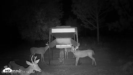 Leesburg Georgia Live Deer Feeder Webcam - Sep 23, 2026, 6:31am EDT