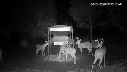 Leesburg Georgia Live Deer Feeder Webcam - Jan 24, 2026, 6:36am EST