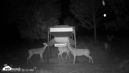 Leesburg Georgia Live Deer Feeder Webcam - Sep 23, 2026, 6:30am EDT
