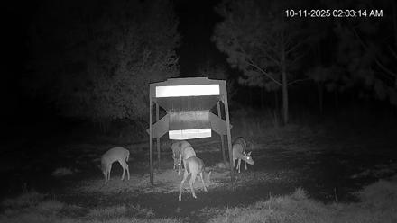 Leesburg Georgia Live Deer Feeder Webcam - Oct 11, 2025, 2:03am EDT