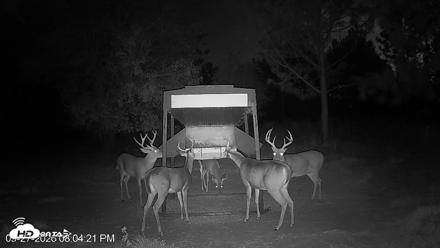 Leesburg Georgia Live Deer Feeder Webcam - Sep 27, 2026, 8:04pm EDT