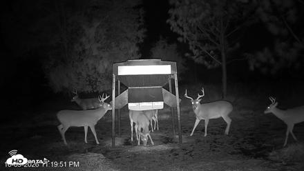 Leesburg Georgia Live Deer Feeder Webcam - Oct 9, 2026, 11:19pm EDT